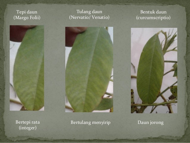 Morfologi Tanaman Kacang Tanah