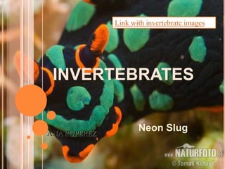 INVERTEBRATES
Neon Slug
Link with invertebrate images
ANA RUPEREZ
 
