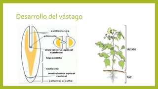 Desarrollo del vástago
 