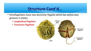 • Dinoflagellates have two dissimilar flagella which lies within two
grooves in plates
• Longitudinal Flagellum  
• Transverse Flagellum
Structure Cont’d…
 