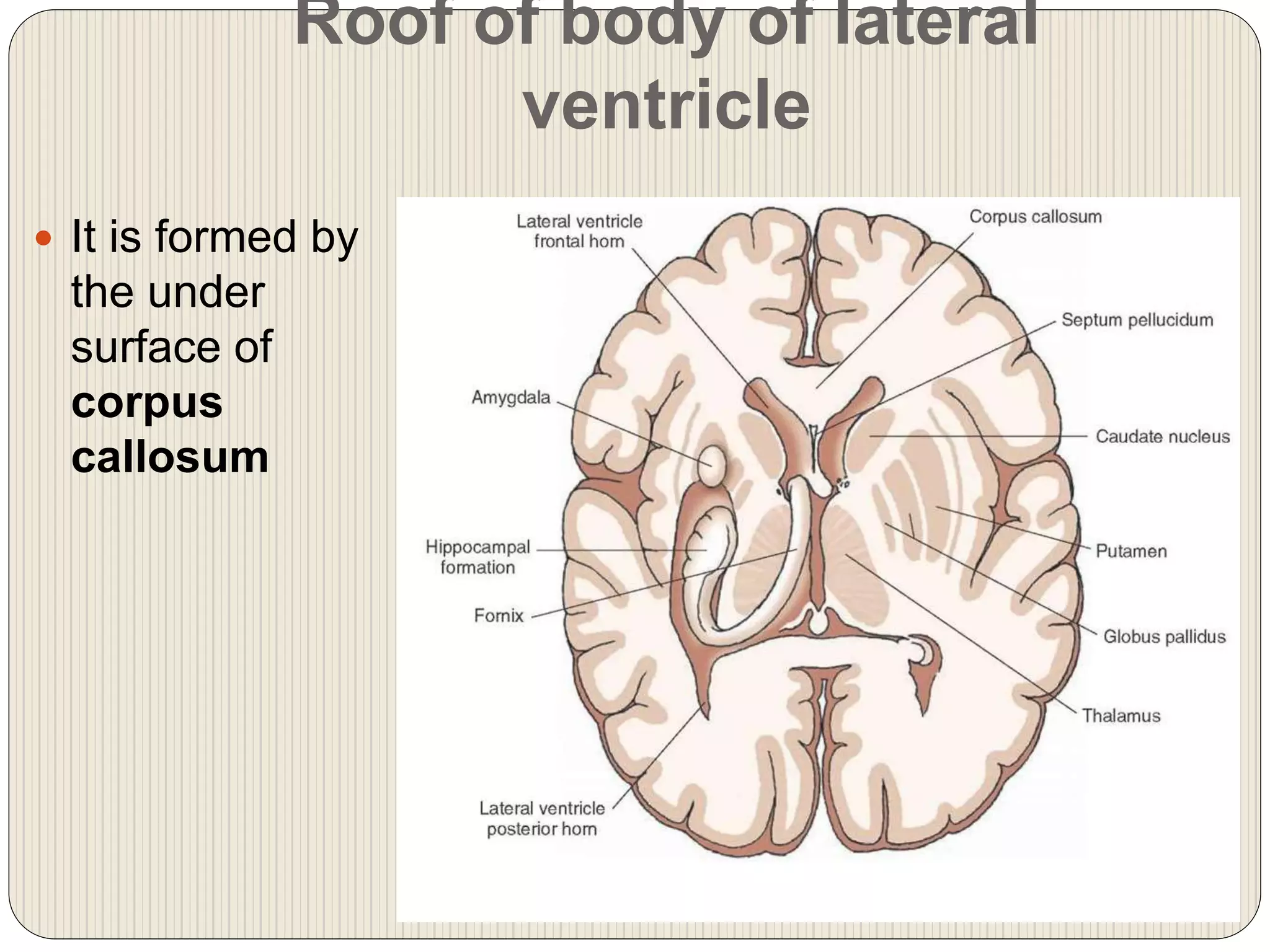 Roof of body of lateral
ventricle
 It is formed by
the under
surface of
corpus
callosum
 