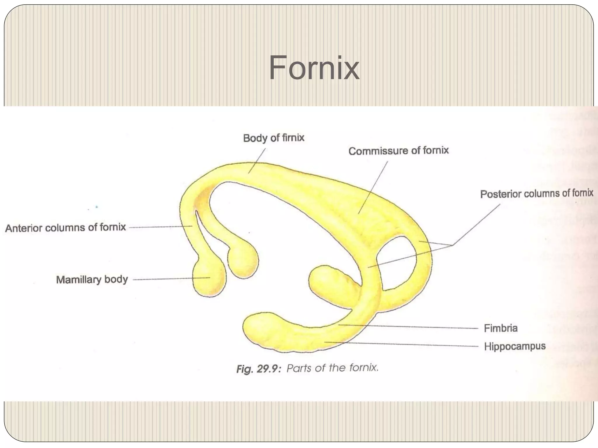 Fornix
 