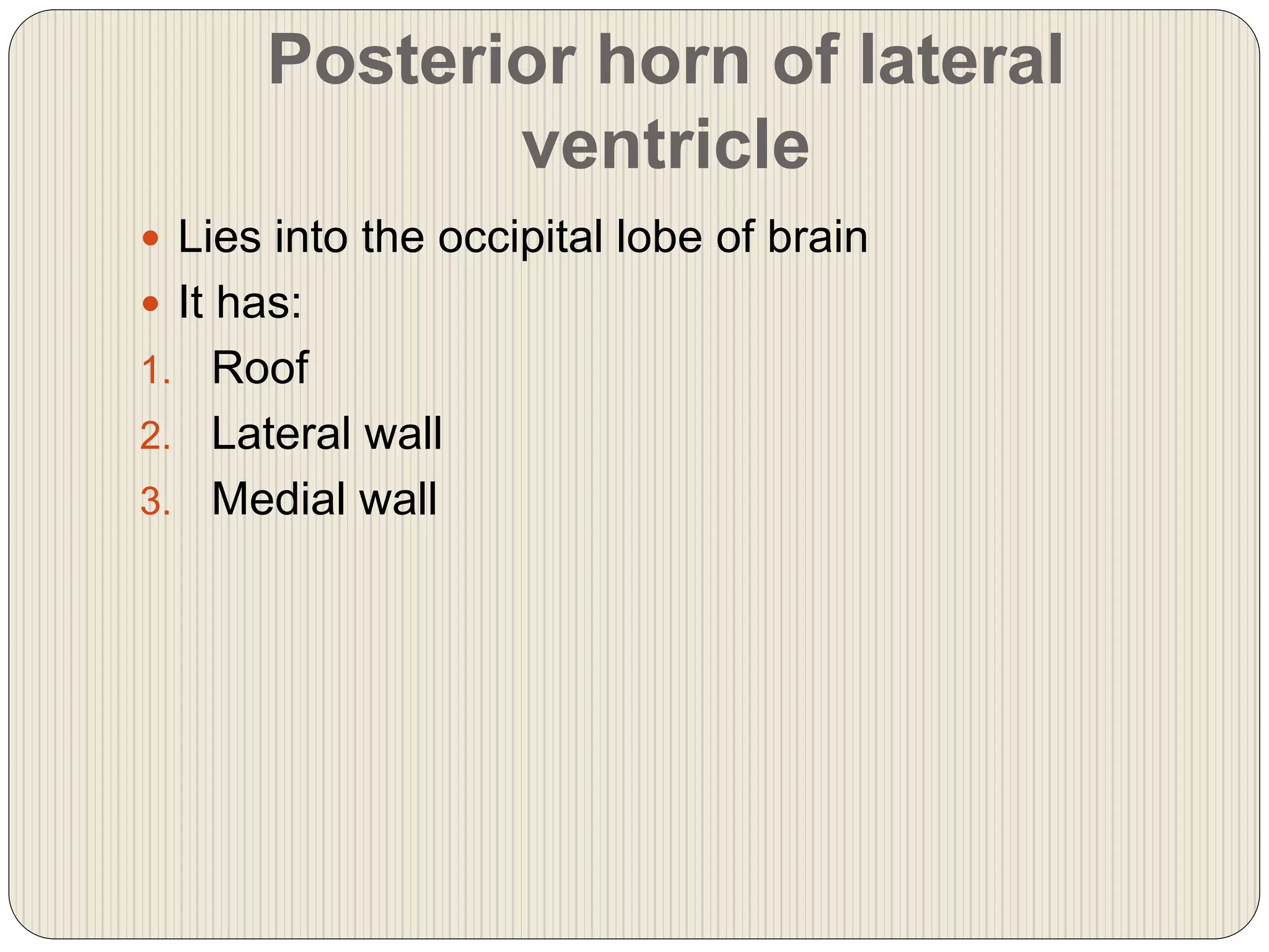 Posterior horn of lateral
ventricle
 Lies into the occipital lobe of brain
 It has:
1. Roof
2. Lateral wall
3. Medial wall
 