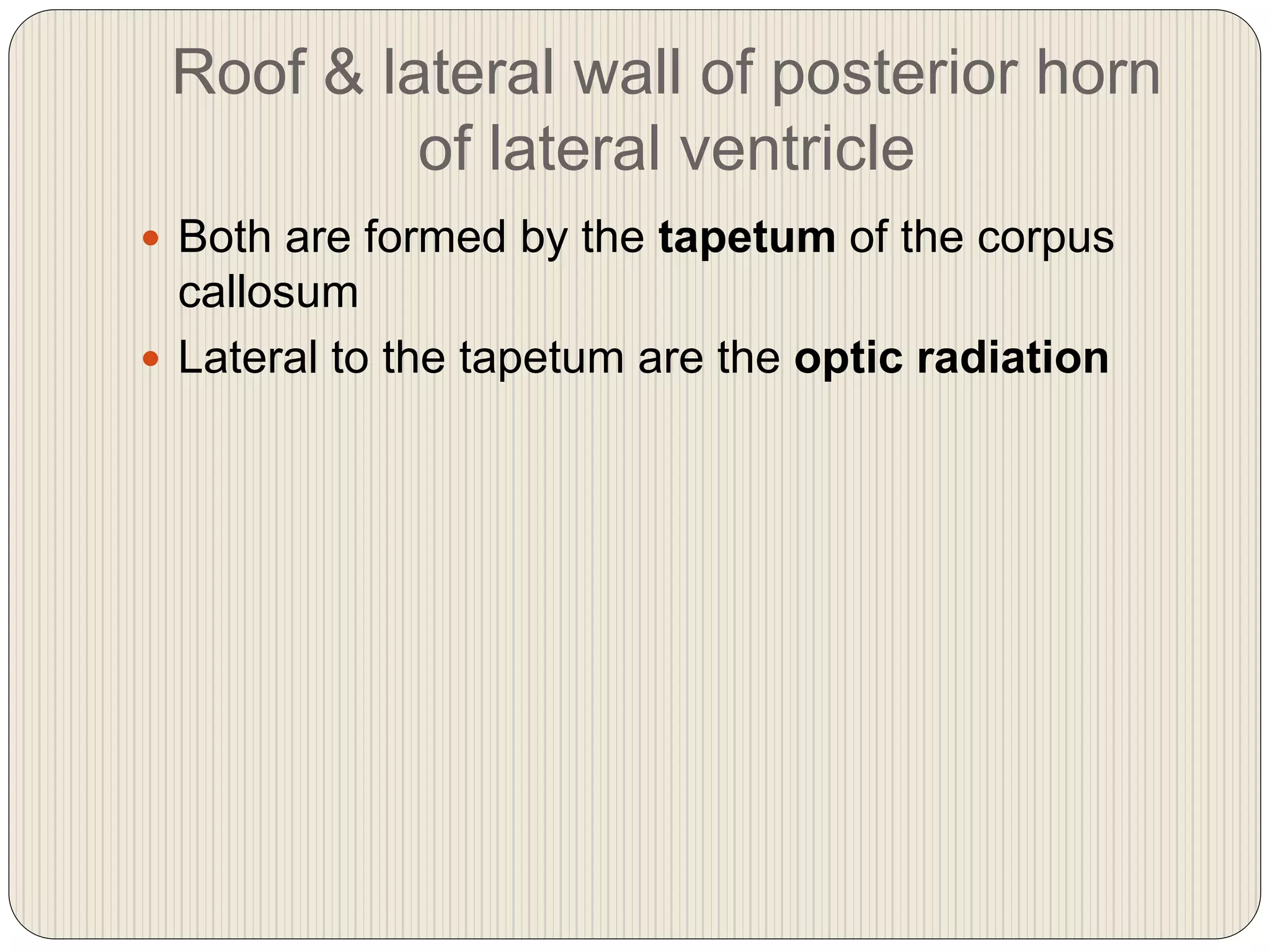 Roof & lateral wall of posterior horn
of lateral ventricle
 Both are formed by the tapetum of the corpus
callosum
 Lateral to the tapetum are the optic radiation
 