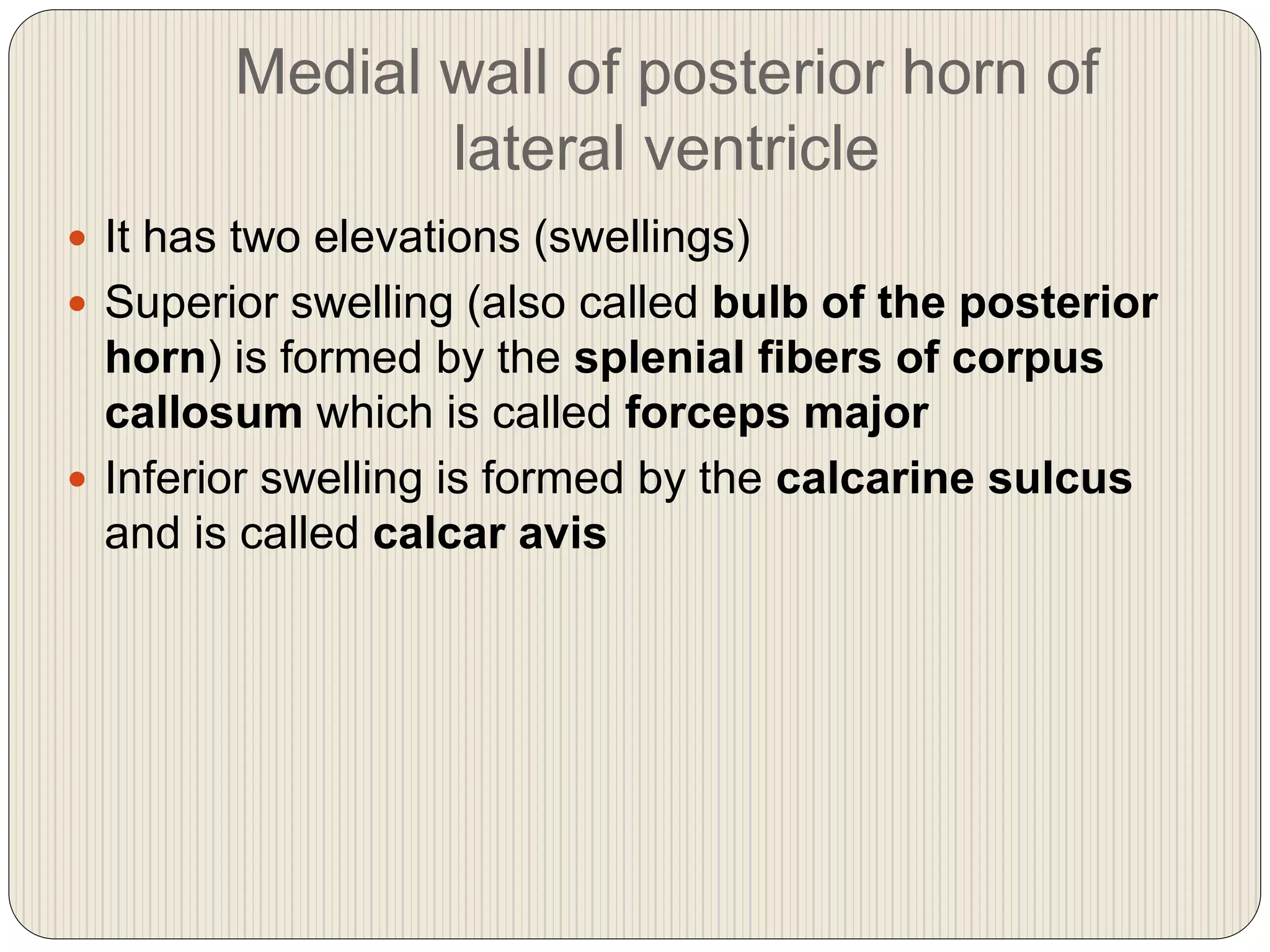 Medial wall of posterior horn of
lateral ventricle
 It has two elevations (swellings)
 Superior swelling (also called bulb of the posterior
horn) is formed by the splenial fibers of corpus
callosum which is called forceps major
 Inferior swelling is formed by the calcarine sulcus
and is called calcar avis
 