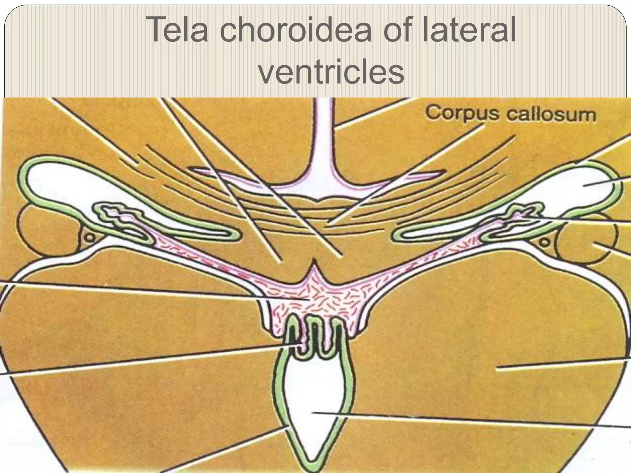 Tela choroidea of lateral
ventricles
 
