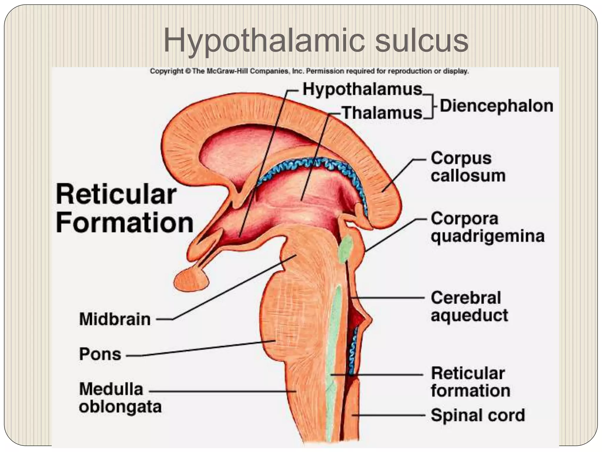 Hypothalamic sulcus
 