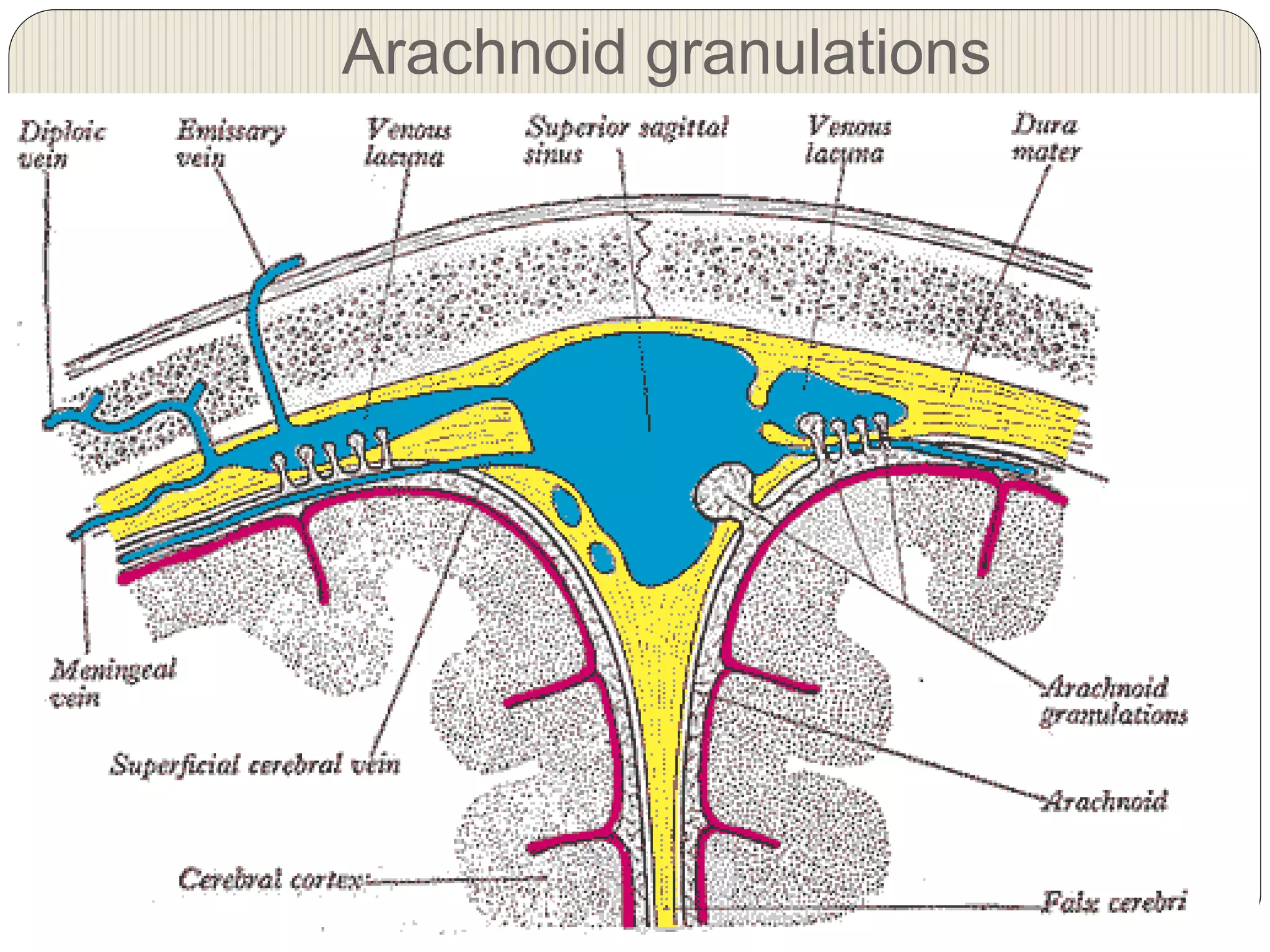 Arachnoid granulations
 