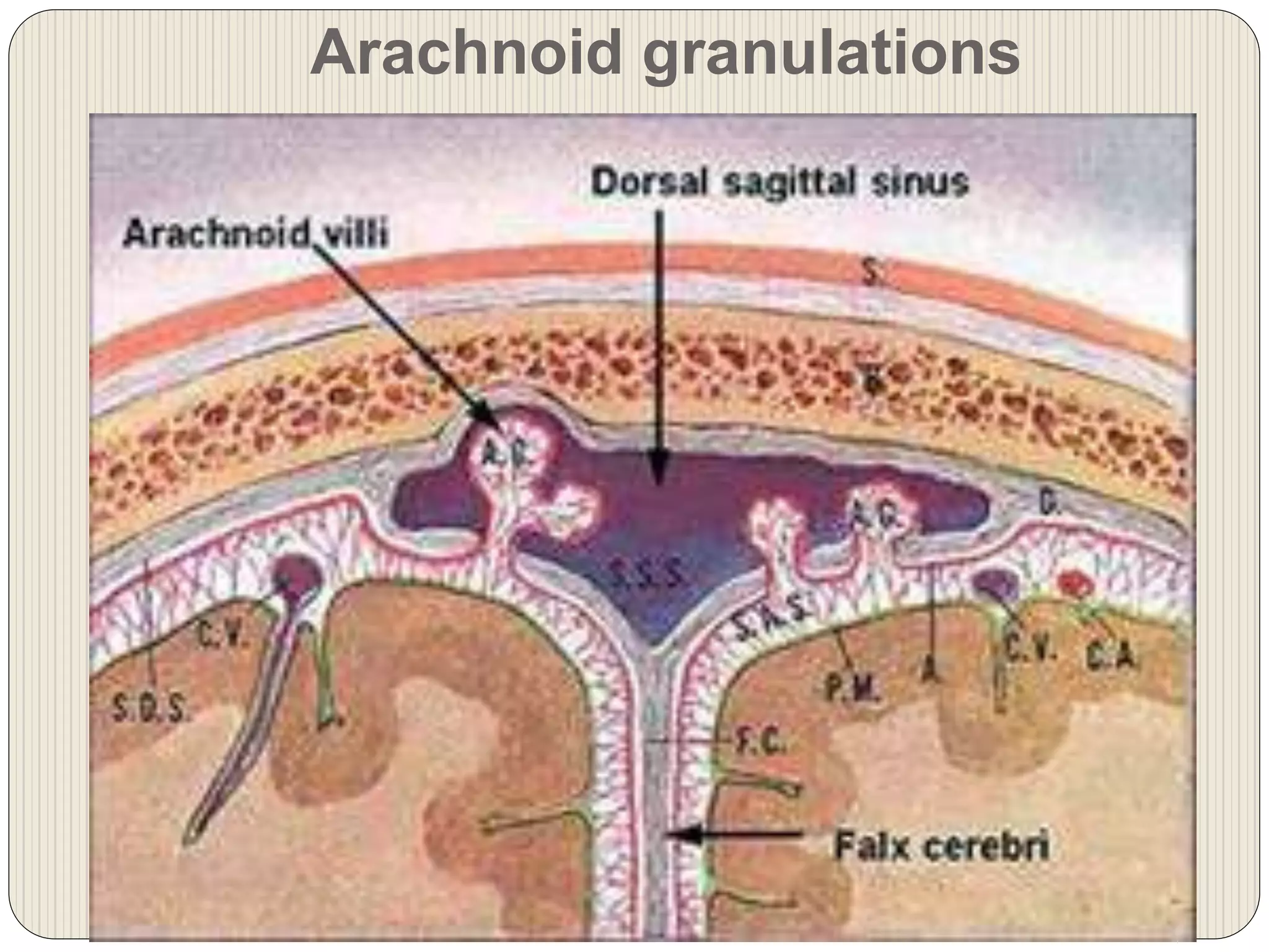 Arachnoid granulations
 