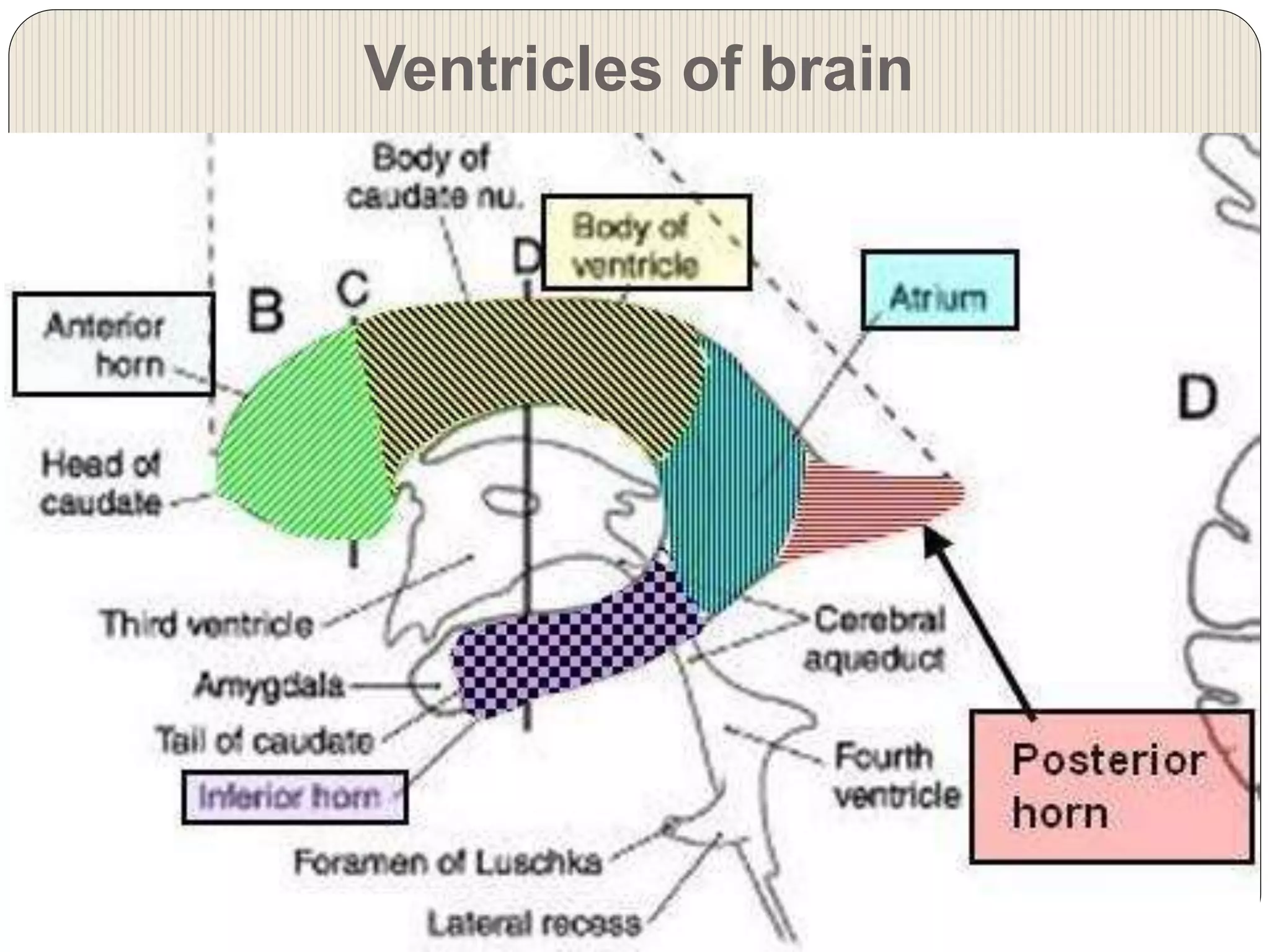 Ventricles of brain
 