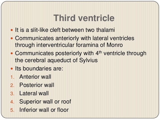 Floor Of Fourth Ventricle Note Both Vagal Hypoglossal Triangle Facial Nerve Vagus Nerve Brain Anatomy