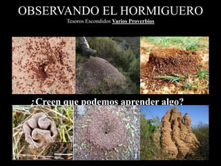 OBSERVANDO EL HORMIGUERO
Tesoros Escondidos Varios Proverbios
¿Creen que podemos aprender algo?
 