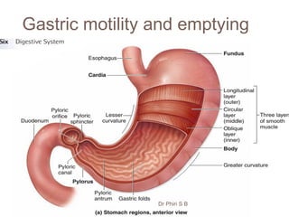 Gastric motility and emptying
 The stomach has three anatomic divisions—the
fundus, body, and antrum.
 The orad region of the stomach includes LES, the
fundus and the proximal body; contains oxyntic
glands and is responsible for receiving the ingested
meal.
 The caudad region of the stomach includes the
antrum, distal body and pyloric sphincter;
responsible for the contractions that mix food and
propel it into the duodenum.
Dr Phiri S B
 