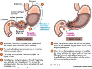 2. Mixing movements
• The caudad region of the stomach contracts to mix
the food with gastric secretions and begins the
process of digestion and the size of food particles
is reduced.
 Slow waves , initiated by Interstitial cells of Cajal in
the caudad stomach occur at a frequency of 3-4
waves/min. They depolarize the smooth muscle
cells.
 If threshold is reached during the slow waves,
action potentials are fired, followed by contraction.
 The frequency of slow waves sets the maximal
 A wave of contraction closes the distal antrum.
Thus, as the caudad stomach contracts, food is
propelled back into the stomach to be mixed
(retropulsion).
 Gastric contractions are increased by vagal
stimulation and decreased by sympathetic
stimulation.
 Even during fasting, contractions (the "migrating
myoelectriccomplex") occur at 90-minute intervals
and clear the stomach of residual food. Motilin is
the mediator of these contractionsDr Phiri S B
 