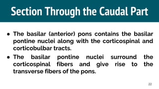 5. Brainstem (2): Pons & Midbrain | PDF