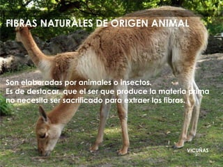 Son elaboradas por animales o insectos.
Es de destacar, que el ser que produce la materia prima
no necesita ser sacrificado para extraer las fibras.
VICUÑAS
FIBRAS NATURALES DE ORIGEN ANIMAL
 