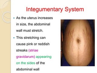Integumentary System
 As the uterus increases
in size, the abdominal
wall must stretch.
 This stretching can
cause pink or reddish
streaks (striae
gravidarum) appearing
on the sides of the
abdominal wall
 