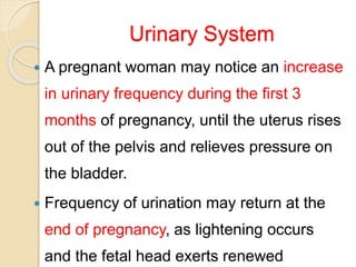 Urinary System
 A pregnant woman may notice an increase
in urinary frequency during the first 3
months of pregnancy, until the uterus rises
out of the pelvis and relieves pressure on
the bladder.
 Frequency of urination may return at the
end of pregnancy, as lightening occurs
and the fetal head exerts renewed
 