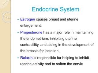 Endocrine System
 Estrogen causes breast and uterine
enlargement.
 Progesterone has a major role in maintaining
the endometrium, inhibiting uterine
contractility, and aiding in the development of
the breasts for lactation.
 Relaxin,is responsible for helping to inhibit
uterine activity and to soften the cervix
 