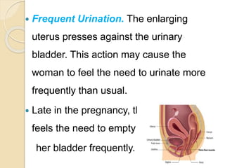  Frequent Urination. The enlarging
uterus presses against the urinary
bladder. This action may cause the
woman to feel the need to urinate more
frequently than usual.
 Late in the pregnancy, the woman again
feels the need to empty
her bladder frequently.
 