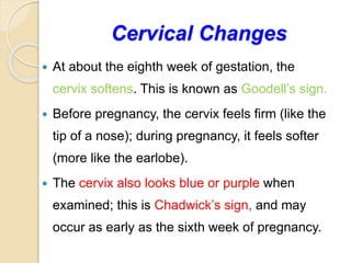 Cervical Changes
 At about the eighth week of gestation, the
cervix softens. This is known as Goodell’s sign.
 Before pregnancy, the cervix feels firm (like the
tip of a nose); during pregnancy, it feels softer
(more like the earlobe).
 The cervix also looks blue or purple when
examined; this is Chadwick’s sign, and may
occur as early as the sixth week of pregnancy.
 
