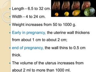  Length - 6.5 to 32 cm.
 Width - 4 to 24 cm.
 Weight increases from 50 to 1000 g.
 Early in pregnancy, the uterine wall thickens
from about 1 cm to about 2 cm;
 end of pregnancy, the wall thins to 0.5 cm
thick.
 The volume of the uterus increases from
about 2 ml to more than 1000 ml.
 