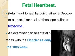 Fetal Heartbeat.
 (fetal heart tones) by using either a Doppler
or a special manual stethoscope called a
fetoscope.
 An examiner can hear fetal heart
tones with the Doppler as early as
the 10th week.
 