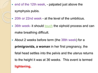  end of the 12th week, - palpated just above the
symphysis pubis.
 20th or 22nd week - at the level of the umbilicus.
 36th week- it should touch the xiphoid process and can
make breathing difficult.
 About 2 weeks before term (the 38th week) for a
primigravida, a woman in her first pregnancy, the
fetal head settles into the pelvis and the uterus returns
to the height it was at 36 weeks. This event is termed
lightening,
 