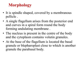Morphology
• It is spindle shaped, covered by a membranous
pellicle .
• A single flagellum arises from the posterior end
and curves in a spiral form round the body
forming undulating membrane .
• The nucleus is present in the centre of the body
and the cytoplasm contains volutin granules.
• At the base of the flagellum is located the basal
granule or blepharoplast close to which is another
granule the parabasal body.
 