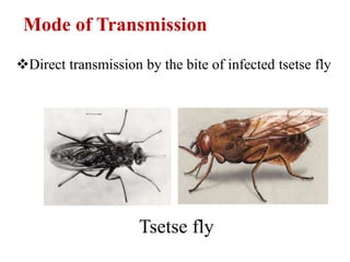 Tsetse fly
Mode of Transmission
Direct transmission by the bite of infected tsetse fly
 