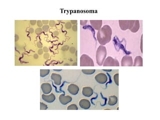 Trypanosoma
 