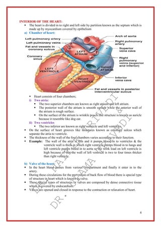4
INTERIOR OF THE HEART:
 The heart is divided in to right and left side by partition known as the septum which is
made up by myocardium covered by epithelium
a) Chamber of heart:
 Heart consists of four chambers;
i) Two atria:
 The two superior chambers are known as right atrium and left atrium.
 The posterior wall of the atrium is smooth surface while the anterior wall of
the atrium is rough surface.
 On the surface of the atrium is wrinkle pouch like structure is known as auricle
because it resemble like dog ear.
ii) Two ventricles
 The two inferior are known as right ventricle and left ventricles.
 On the surface of heart grooves like structures known as coronary sulcus which
separate the atria to ventricle.
 The thickness of the wall of the four chambers varies according to their function.
 Example: The wall of the atria is thin and it pumps blood in to ventricles & the
ventricle wall is thick in which right ventricle pumps blood in to lungs and
left ventricle pumps blood in to aorta so the work load on left ventricle is
high because of that the wall of left ventricle is two to four times thicker
than right ventricle.
b) Valve of the heart:
 In the heart blood passes from various compartment and finally it enter in to the
artery.
 During these circulations for the prevention of back flow of blood there is special type
of structure in heart which is known as valve.
 These special types of structures or valves are composed by dense connective tissue
which is covered by endocardium.
 Valves are opened and closed in response to the contraction or relaxation of heart.
DR.
NAITIK
TRIVEDI&
DR.
UPAMA
TRIVEDI
 