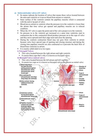 6
a) Atrioventricular valves (AV valve):
 Its names indicate the location of valves that means these valves located between
the atria and ventricle or it moves blood from atrium to ventricle..
 Inner surface of the ventricle contain the papillary muscles which is connected
with the end or tip part of valve.
 Blood moves atrium to ventricle when the pressure in to the ventricle is lower than
the atrium that time valves get opened and papillary muscles are in relaxed
condition.
 When the AV valve is open the point end of the valve project in to the ventricle.
 So pressure in to the ventricle get increased at a same time ventricles start to
contraction due to this contraction blood produce pressure on to the cups of valve
and they move upward until their edge meet and close the opening.
 During the ventricle contraction blood may not goes from ventricle to atrium
because valve have special type of opening and closing structure and during the
closing time papillary muscles are also contracted so it prevents the back flow of
blood from ventricles to atrium.
 It is mainly subdivided in to two types:
i) Tricuspid Valves:
 This valve located between the right atrium and right ventricle.
 It consist three cups that’s why it is known as tricuspid valves.
ii) Bicuspid Valves (mitral valve):
 This valve located between the left atrium and left ventricle.
 It consist two cups so it is known as bicuspid valves also known as mitral valve.
DR.
NAITIK
TRIVEDI&
DR.
UPAMA
TRIVEDI
 