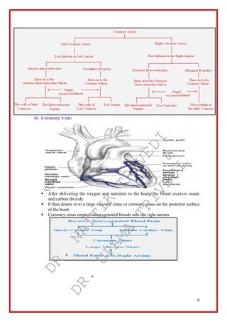 9
b) Coronary Vein:
 After delivering the oxygen and nutrients to the heart, the blood receives waste
and carbon dioxide.
 It then drains in to a large vascular sinus or coronary sinus on the posterior surface
of the heart.
 Coronary sinus empties deoxygenated bloods into the right atrium.
DR.
NAITIK
TRIVEDI&
DR.
UPAMA
TRIVEDI
 