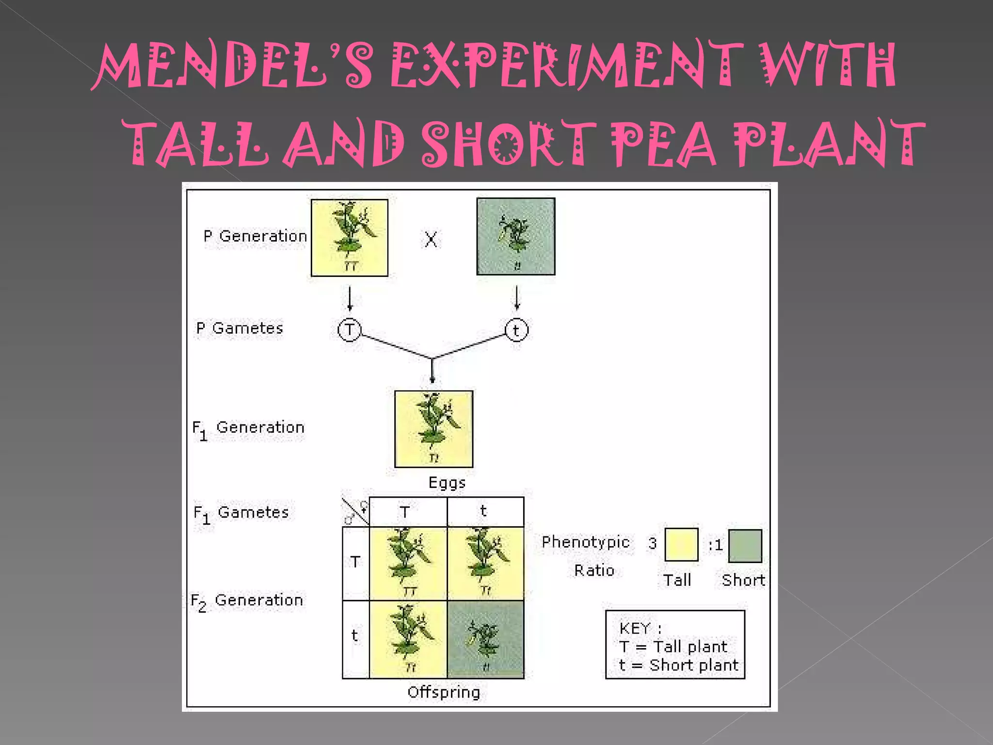 MENDEL’S EXPERIMENT WITH TALL AND SHORT PEA PLANT 