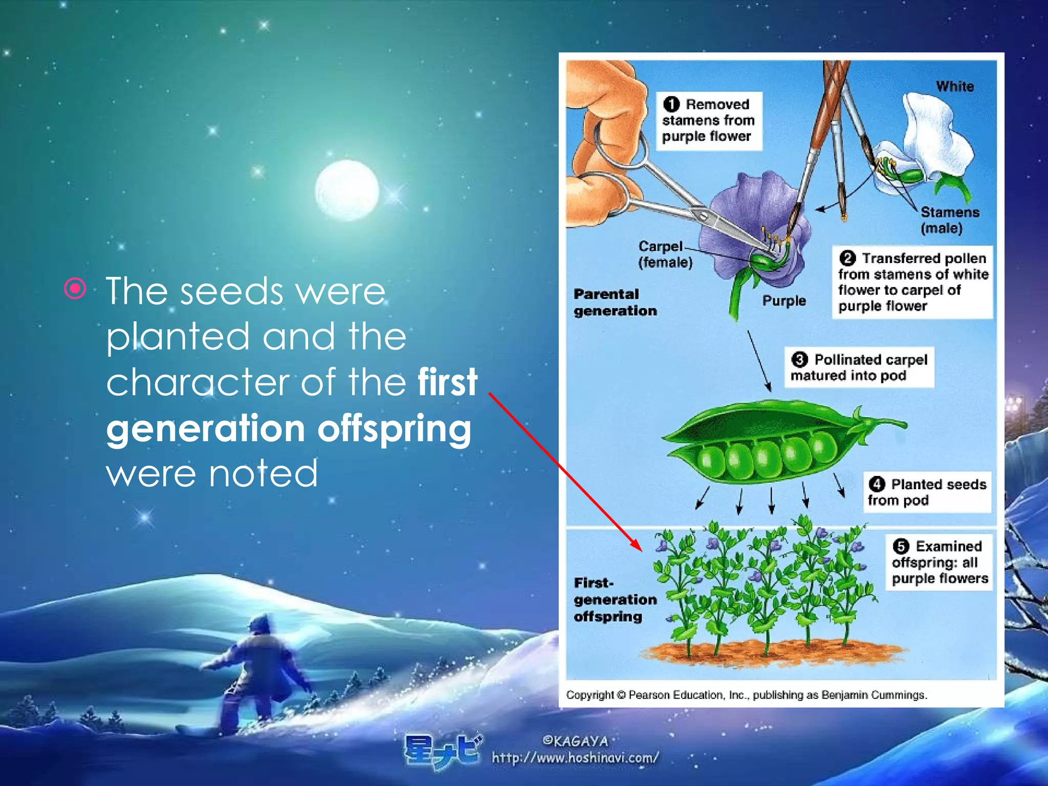 The seeds were planted and the character of the  first generation offspring  were noted  