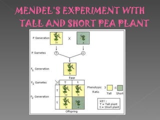 MENDEL’S EXPERIMENT WITH TALL AND SHORT PEA PLANT 