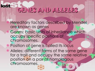 GENES AND ALLELES Hereditary factors described by Mendel are known as genes Genes: basic units of inheritance which occupy specific positions of chromosomes. Position of gene is called its locus Alleles: different forms of the same gene for a trait and occupy the same relative position on a pair of homologous chromosomes. 
