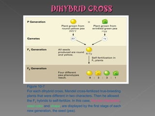 DIHYBRID CROSS Figure 10-7 For each dihybrid cross, Mendel cross-fertilized true-breeding plants that were different in two characters. Then he allowed the F 1  hybrids to self-fertilize. In this case,  the two characters ,  seed color  and  shape , are displayed by the first stage of each new generation, the seed (pea). 