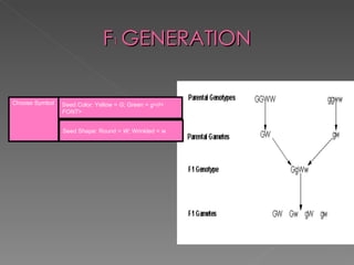 F 1  GENERATION Choose Symbol  Seed Color: Yellow =  G ; Green =  g</I< FONT>  Seed Shape: Round =  W ; Wrinkled =  w   