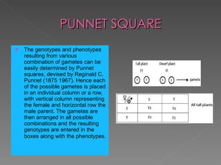 PUNNET SQUARE The genotypes and phenotypes resulting from various combination of gametes can be easily determined by Punnet squares, devised by Reginald C. Punnet (1875 1967). Hence each of the possible gametes is placed in an individual column or a row, with vertical column representing the female and horizontal row the male parent. The gametes are then arranged in all possible combinations and the resulting genotypes are entered in the boxes along with the phenotypes.   