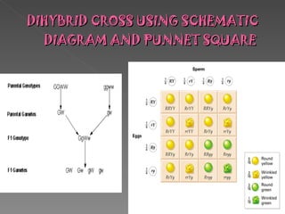 DIHYBRID CROSS USING SCHEMATIC DIAGRAM AND PUNNET SQUARE 