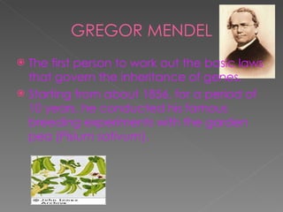 The first person to work out the basic laws that govern the inheritance of genes. Starting from about 1856, for a period of 10 years, he conducted his famous breeding experiments with the garden pea ( Pisium sativum ). GREGOR MENDEL 