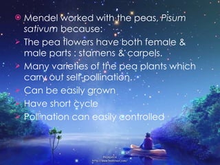 Mendel worked with the peas,  Pisum sativum  because: The pea flowers have both female & male parts : stamens & carpels. Many varieties of the pea plants which carry out self-pollination. Can be easily grown Have short cycle Pollination can easily controlled 