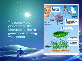 The seeds were planted and the character of the  first generation offspring  were noted  