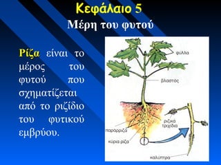 Κεφάλαιο 5
Μέρη του φυτού
ΡίζαΡίζα είναι το
μέρος του
φυτού που
σχηματίζεται
από το ριζίδιο
του φυτικού
εμβρύου.
 