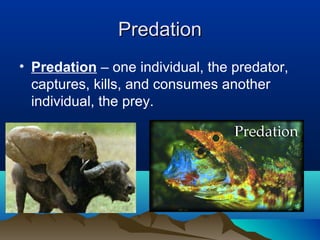 Predation Examples Interaction 5 1 species interactions | PPT