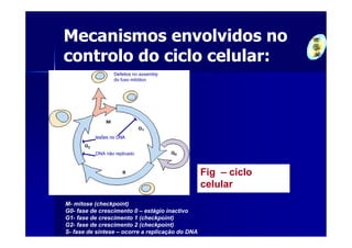 Mecanismos envolvidos no
controlo do ciclo celular:
                  Defeitos no assembly
                  do fuso mitótico




          lesões no DNA


          DNA não replicado



                                                  Fig – ciclo
                                                  celular
M- mitose (checkpoint)
G0- fase de crescimento 0 – estágio inactivo
G1- fase de crescimento 1 (checkpoint)
G2- fase de crescimento 2 (checkpoint)
S- fase de síntese – ocorre a replicação do DNA
 