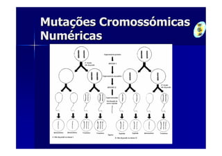 Mutações Cromossómicas
Numéricas
 
