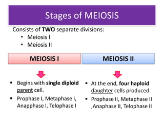 Stages of MEIOSISConsists of TWO separate divisions:   Meiosis I